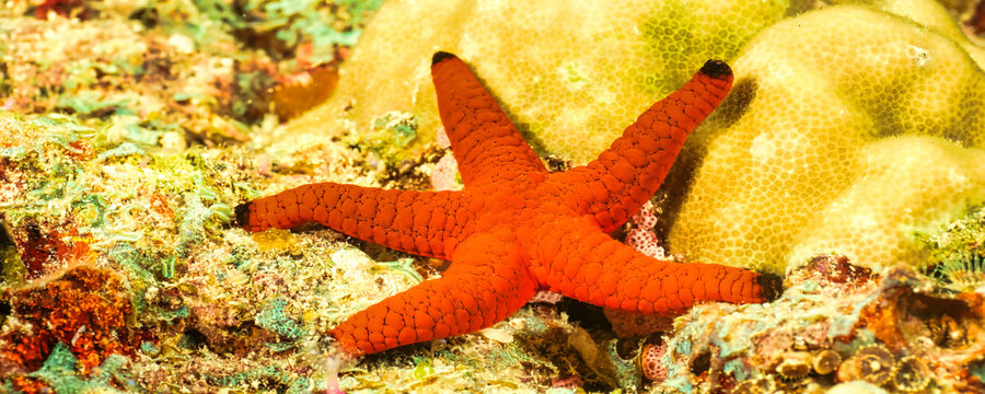 A bright orange sea star with black tips rests on a vibrant coral reef among colorful algae and various types of coral in the clear waters of the Maldives.