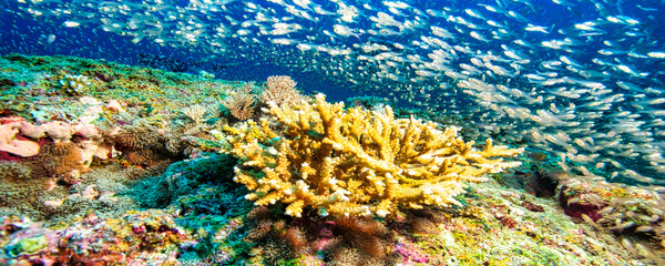 A dense school of small fish swims above a vibrant coral reef in the clear, blue waters. The colorful reef is teeming with life in Maldives. © Aleksandr