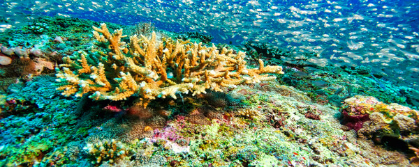 Underwater scene shows a swarm of small fish swimming over colorful coral reef in the Maldives. Marine life thrives in this vibrant ecosystem with ample copy space. © Aleksandr