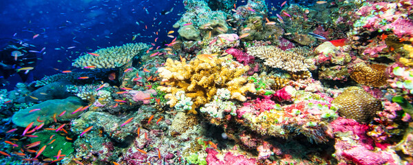 Vibrant coral formations are covered in small, orange and pink fish swimming in the clear blue water. This underwater scene is located in the Maldives. © Aleksandr