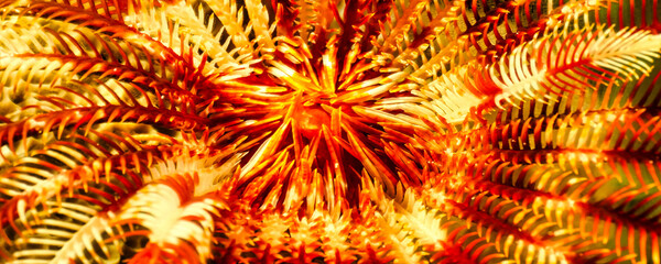 This close-up shows coral in the Maldives. The textures and patterns are interesting and display underwater life. The coral has orange and white colors and feathery appearance. © Aleksandr