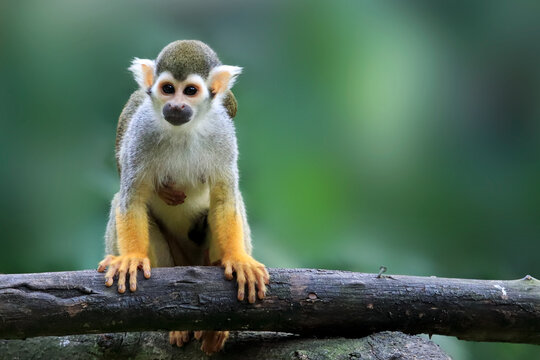 Squirrel Monkey with Baby Clinging to Its Back, Close Up of Squirrel Monkey with Baby on Its Back, Squirrel Monkey Parent and Baby Perched on Tree Branch