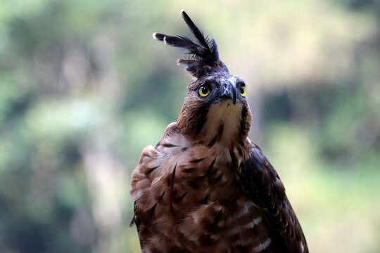 Javan Hawk Eagle ( Nisaetus bartelsi) closeup head, a symbol of Indonesia's rich biodiversity