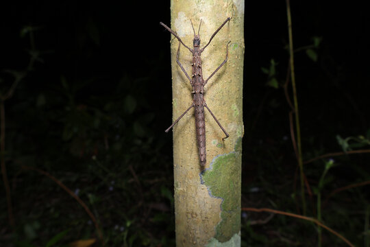 Stick Insect (ordo Phasmatodea) Camouflaged on a Tree Trunk in the Forest, Close Up of a Stick Insect Blending into Tree Bark