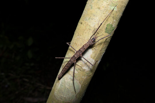 Stick Insect (ordo Phasmatodea) Camouflaged on a Tree Trunk in the Forest, Close Up of a Stick Insect Blending into Tree Bark