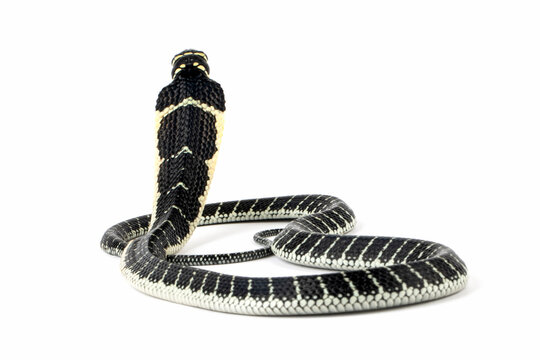 Baby king cobra on isolated background, King cobra snake "ophiopahus hannah" closeup on white background