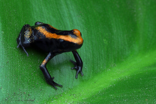 a Froglet Golden poison dart frog (Phyllobates terribilis) close-up on green leaf, Colourful bright yellow tropical frog, a Froglet Golden poison dart frog from side view