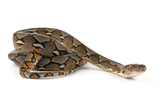 Pythonidae snake snake closeup on isolated background, Indonesian snake, Pythonidae snake closeup