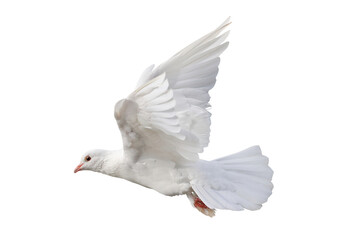 Obraz premium A white dove is a universal symbol representing peace, love, freedom, and purity. It is depicted isolated on transparent background.