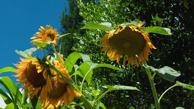 Heavy yellow sunflowers drooping under a bright clear blue summer sky