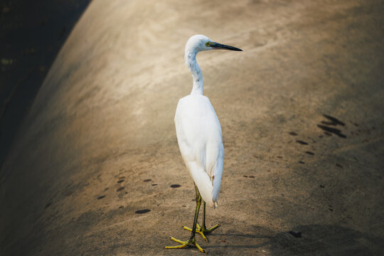 A full-length rear view of a white little egret standing on a concrete structure near the water