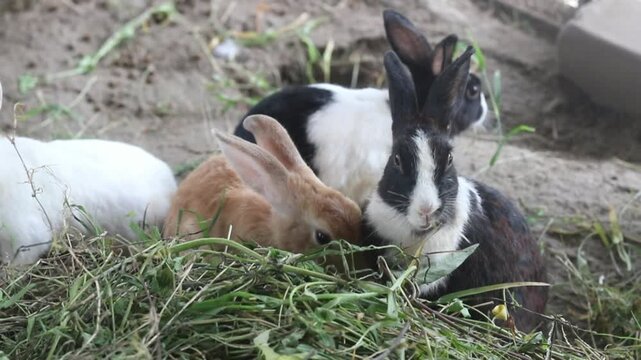 Funny Rabbit Doing Crazy Things Cute and Hilarious Rabbit Moments 
