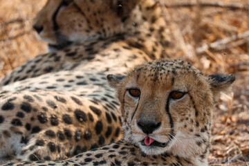 Cheetah resting with tongue out in Kruger National Park, South Africa © Saxon