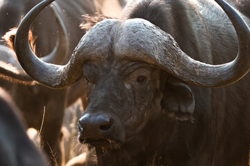 African buffalo close-up in Kruger National Park, South Africa © Saxon
