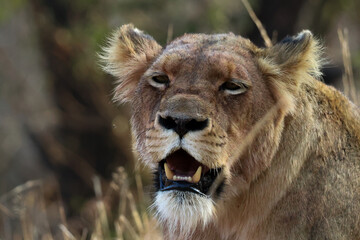 Lioness with open mouth in Kruger National Park, South Africa © Saxon