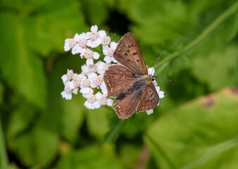 macro of a male Lycaena tityrus the sooty copper butterfly on achillea millefolium © lotusblüte17