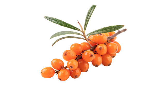 Branch of ripe orange sea buckthorn berries isolated on transparent background