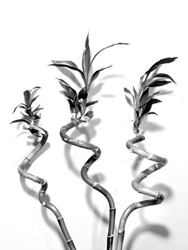 black and white bamboo