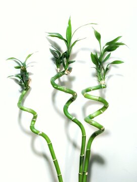 green bamboo plant with shadow on white background 