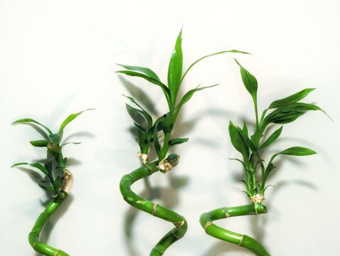 lucky bamboo plant