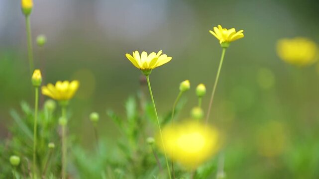 Close-up of Yellow Daisy Flowers Blooming in a Spring Meadow with Soft Bokeh Background