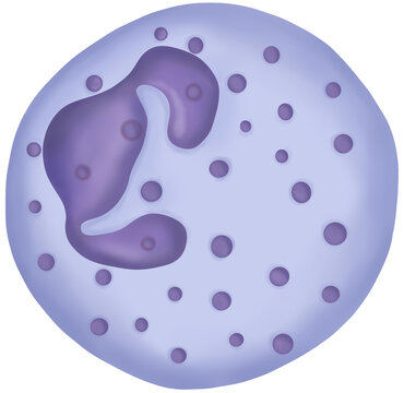 Neutrophil phagocytic white blood cell vector