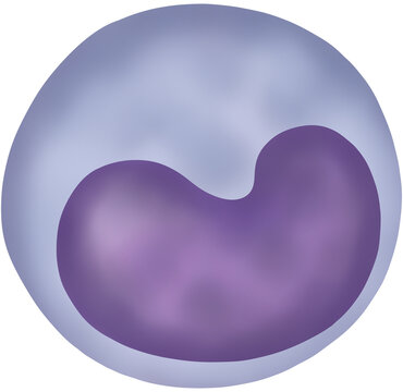 Monocyte type of white blood cell vector