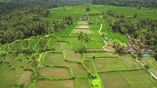 Lush green rice terraces contrasting with tropical palm trees and traditional Balinese village houses, highlighting agricultural landscape and natural beauty of Ubud, Bali. Aerial view drone panorama