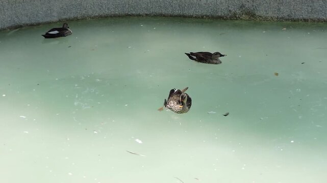 Dabbling Ducks and Indian Spot-billed Duck Gliding on Calm Water