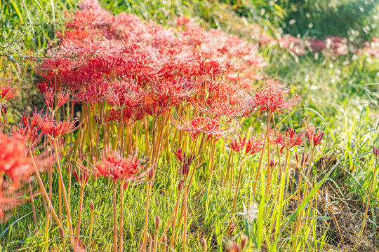 Red spider lilies Lycoris radiata glowing with dew in warm autumn sunlight