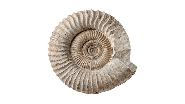 Ancient prehistoric ammonite shell fossil artifact isolated on transparent background