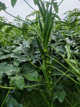Okra , Abelmoschus esculentus, known in some English-speaking countries as lady's fingers