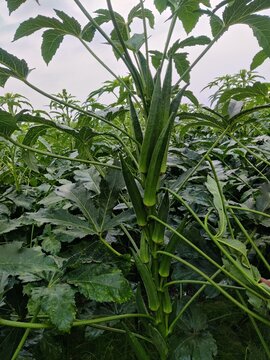 Okra , Abelmoschus esculentus, known in some English-speaking countries as lady's fingers