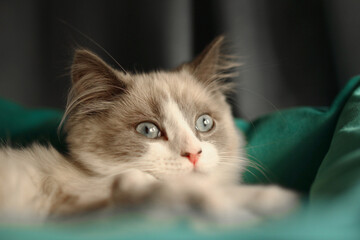 A fluffy gray and white cat with striking blue eyes rests on a green cushion. The cat appears calm and curious, with its ears perked up. © Nadezhda Zaitceva