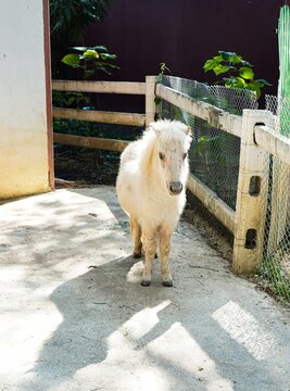Vertical White Pony Standing Inside Stable Enclosure