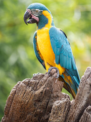 Blue & Gold Macaw 1  © Miguel