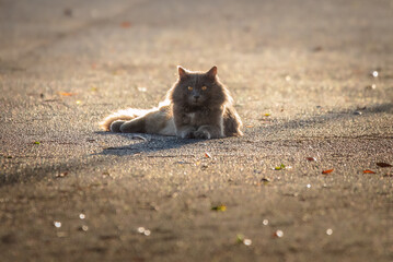 Wildcat 2 © Miguel