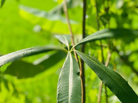 Green Leaves of Alstonia Scholaris Tree Close Up Shot