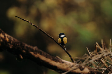 Great tit perched on a branch in woodland © Kingsley Pittman