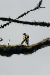 Great tit perched on mossy branch © Kingsley Pittman
