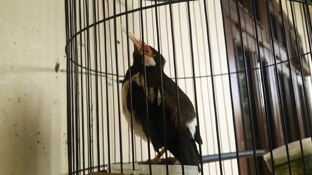 A slow-motion video featuring a starling inside a traditional round wooden cage; the bird is chirping&mdash;a sign of happiness&mdash;and displays the black-and-white plumage and brown beak characteristic of Asia