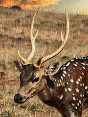 Fototapeta premium Rustic painted portrait of a majestic spotted stag with large antlers in a warm sunset field