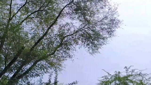Green tree branches against sky