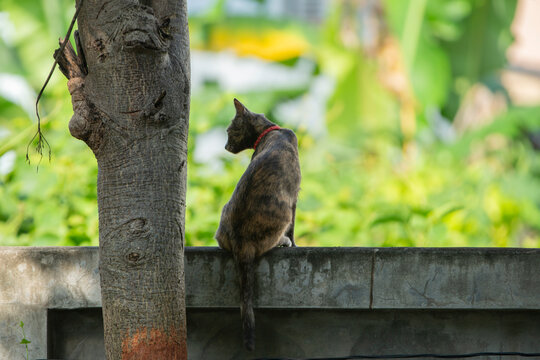 Domestic tortoiseshell cat sitting on a concrete wall looking back.A beautiful outdoor full-body shot of a domestic tortoiseshell cat (tortie) sitting gracefully on top of a concrete wall in a garden.