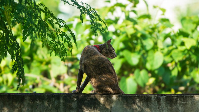 Domestic tortoiseshell cat sitting on a concrete wall looking back.A beautiful outdoor full-body shot of a domestic tortoiseshell cat (tortie) sitting gracefully on top of a concrete wall in a garden.