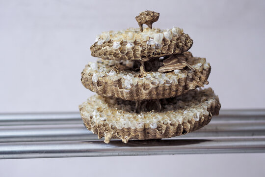 multi-tiered wasp or hornet nest structure placed vertically