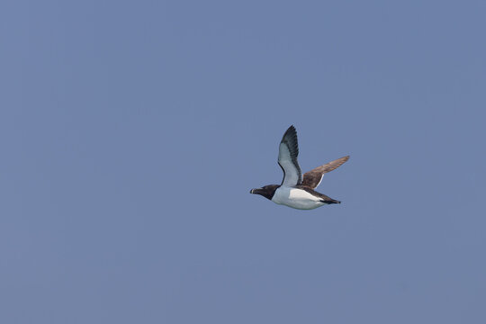 Razorbill (Alca torda) flying over Lunga in the Treshnish Isles in Scotland.