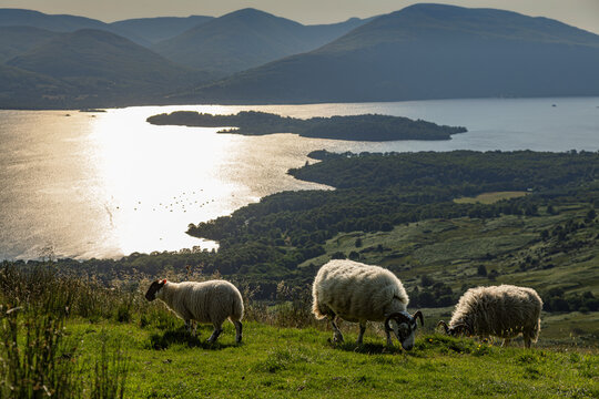 Scottish Blackface Sheep grazing at Conic Hill near Balmaha with view onto Loch Lomond in the Loch Lomond and the Trossards National Park, Scotland, in evening light.