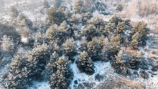 High angle view of forest during snowy winter day