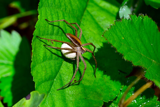 Listspinne (Pisaura mirabilis) mit Kokon // Predatory spider, cunning spider (Pisaura mirabilis) with Cocoon - Asturien, Spanien